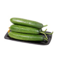 High Yield Chinese Vegetable Hybrid F1 Green Cucumber Seeds